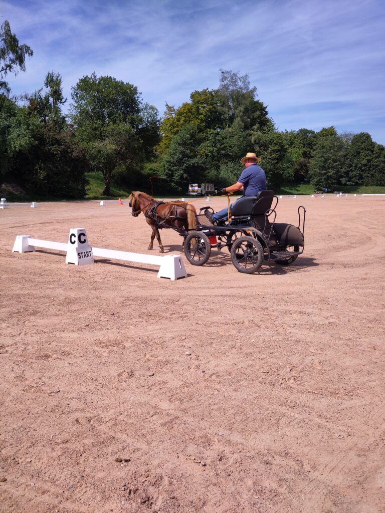 Shetlandpony Hengste Verletur – der gekörte Zuchthengst Well Doves Walesco vor der Kutsche während des Kutschen-Trainingstages in München