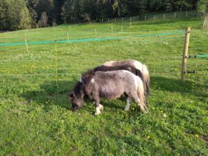Shetlandpony Hengste Verletur – drei Shetlandpony Hengste essen direkt nebeneinander Grad auf der Wiese