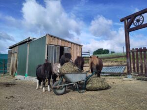 Shetlandpony Hengste Verletur – vier junge Shetlandpony Hengste essen Heu direkt vom Schubkarren aus einem Heunetz