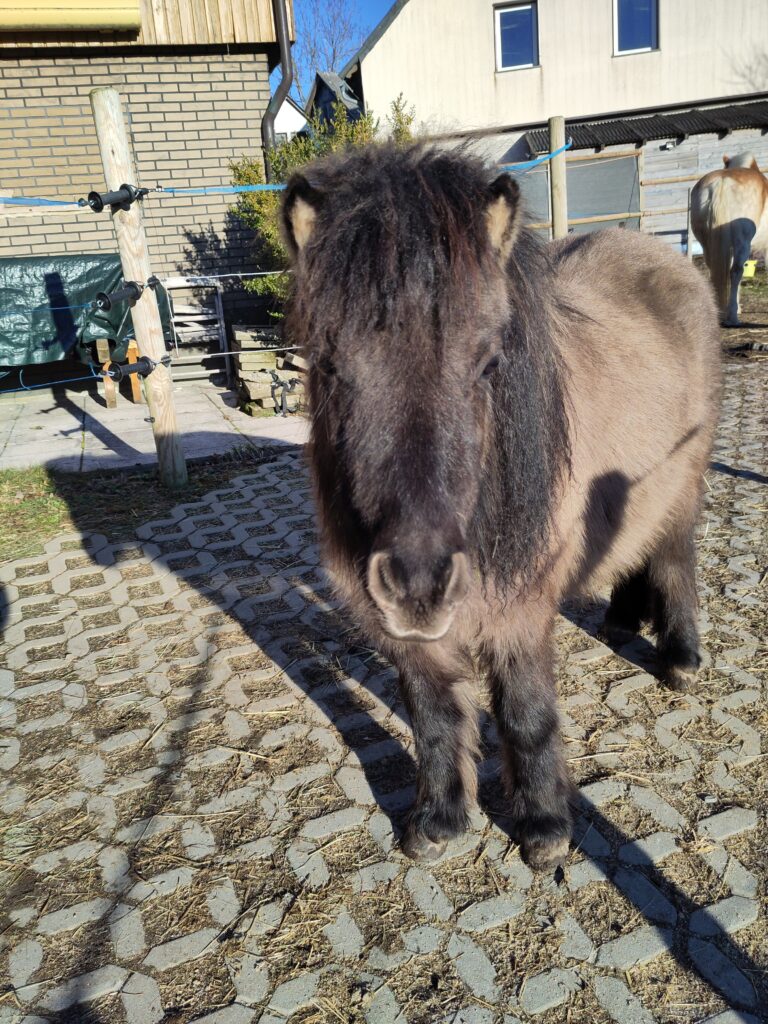 Shetlandpony Stuten Verletur - die Stute Havanna aus der Thron mit Blick in die Kamera