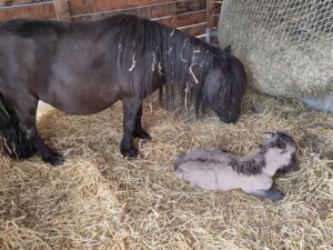 Shetlandpony Stuten Verletur - die Stute Havanna aus der Thron mit ihrer Mutter Hawaii vom Hopfberg am Tag der Geburt