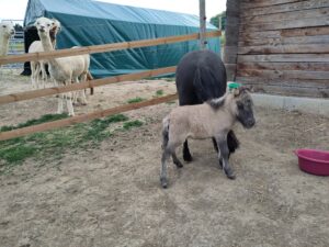 Shetlandpony Stuten Verletur - die Stute Havanna aus der Thron mit ihrer Mutter Hawaii vom Hopfberg ein Tag nach der Geburt