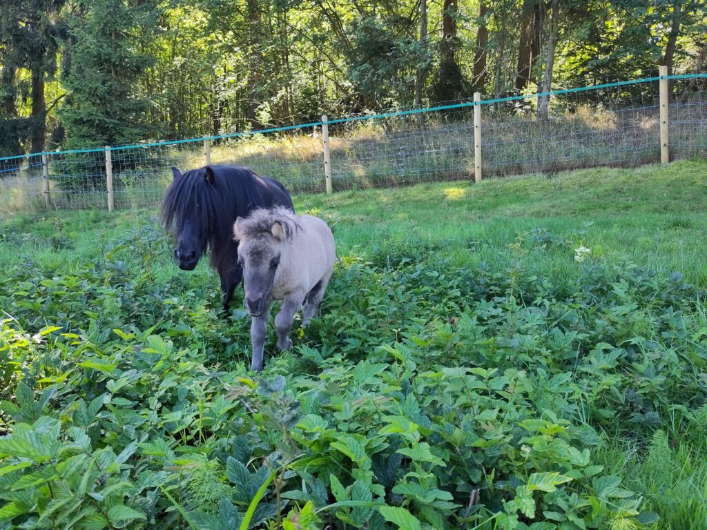 Shetlandpony Stuten Verletur - die Stute Havanna aus der Thron mit ihrer Mutter Hawaii vom Hopfberg
