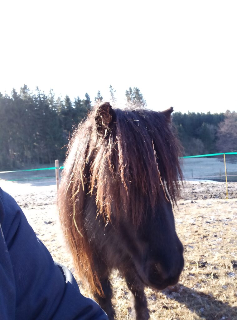 Shetlandpony Stuten Verletur - die Stute Hawaii vom Hopfberg als Fohlen