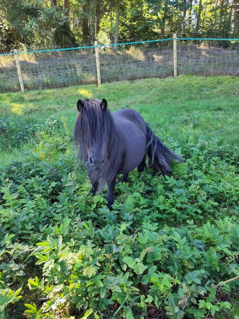 Shetlandpony Stuten Verletur - die Stute Hawaii vom Hopfberg auf der Wiese nach der Geburt ihres ersten Fohlens