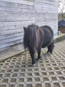 Shetlandpony Stuten Verletur - die Stute Hawaii vom Hopfberg mit Blick in die Kamera