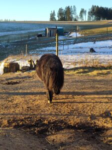Shetlandpony Stuten Verletur - die Stute Hawaii vom Hopfberg im Sonnenlicht