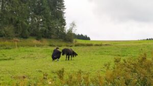 Shetlandpony Stuten Verletur - die Stute Hawaii vom Hopfberg auf der Wiese zusammen mit einem Mann der vor ihr kniet