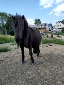 Shetlandpony Stuten Verletur - die Stute Hawaii vom Hopfberg hochtragend im Jahr 2023