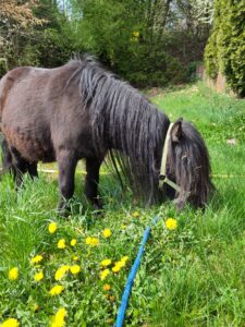 Shetlandpony Stuten Verletur - die Stute Hawaii vom Hopfberg auf der Wiese mit Halfter