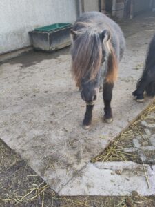 Shetlandpony Stuten Verletur - die Stute Jamila mit Blick in die Kamera