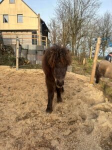 Shetlandpony Stuten Verletur - die Stute Jamila in der Abendsonne auf einer Sandfläche