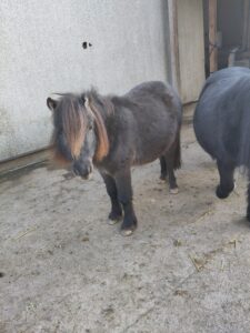 Shetlandpony Stuten Verletur - die Stute Jamila neben Hawaii mit Blick in die Kamera