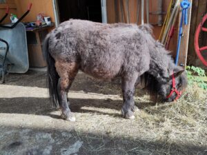 Shetlandpony Stuten Verletur - die Stute Jamila mit dem restlichen Winterfell im Sonnenlicht