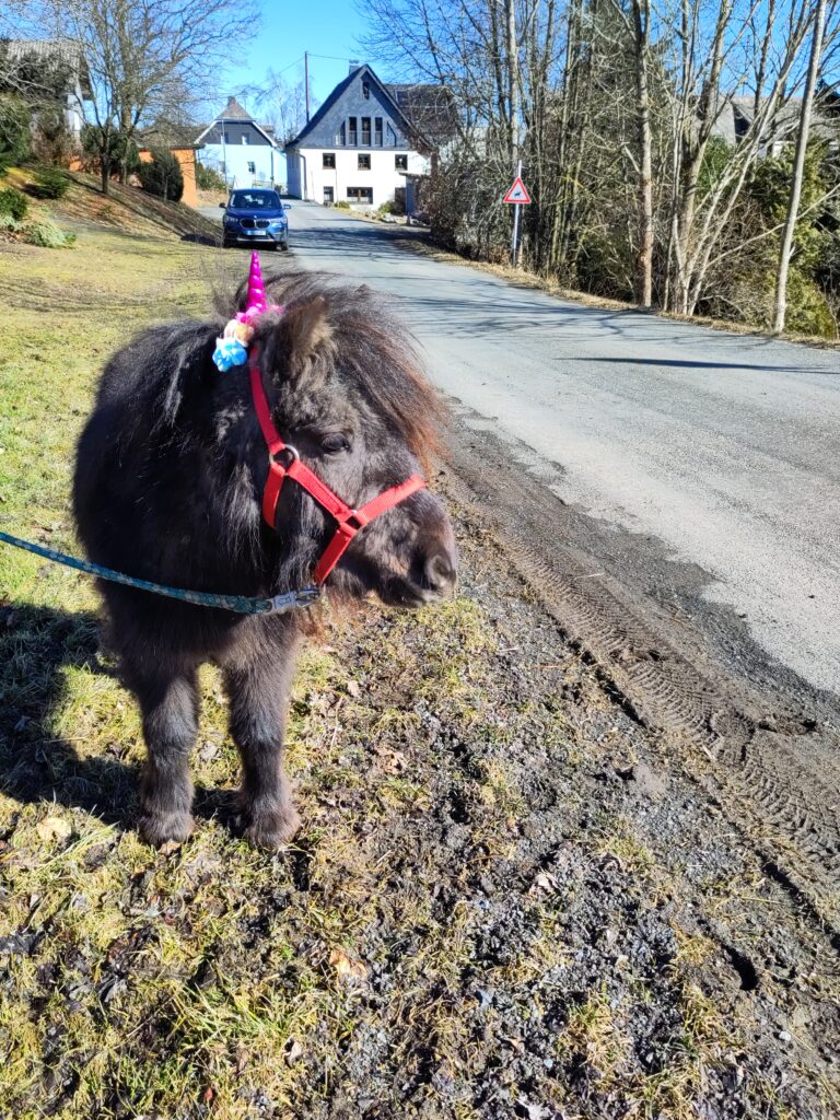 Shetlandpony Stuten Verletur - die Stute Jamila mit einem Einhorn Haarreif zu Fasching