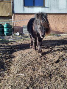 Shetlandpony Stuten Verletur - die Stute Jamila im Sonnenlicht in Laufrichtung Kamera