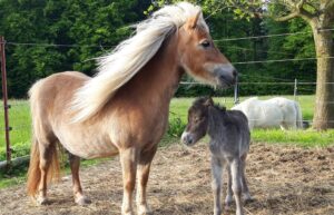 Shetlandpony Stuten Verletur - die Stute Jamila als Fohlen mit ihrer Mutter