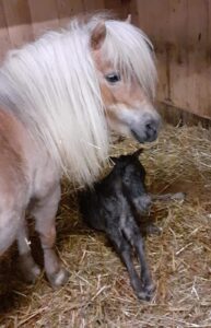 Shetlandpony Stuten Verletur - die Stute Jamila bei der Geburt