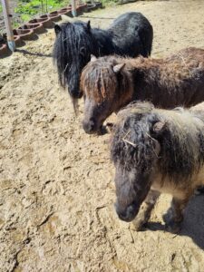 Shetlandpony Stuten Verletur – drei Stuten nach dem Regenwetter in der Sonne beim trocknen auf einer Sandfläche