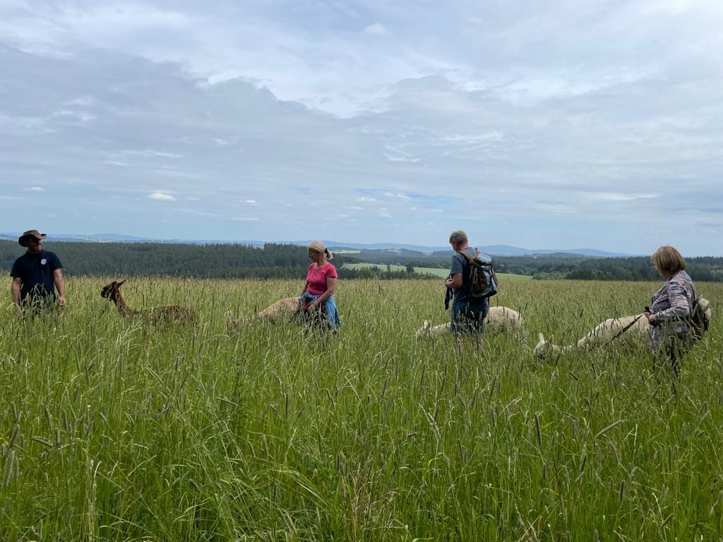 Tiergestützte Arbeit und Alpakaspaziergang Verletur - eine Gruppe von vier Personen mit vier Alpakas auf einer großen weiten Wiese