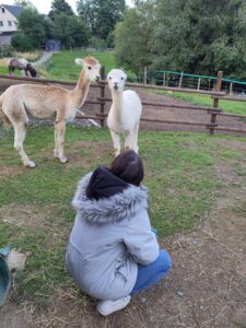 Tiergestützte Arbeit bei Verletur - eine Junge Frau in der Hocke vor zwei Alpakas