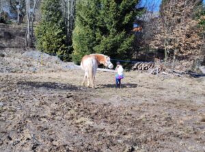 Tiergestützte Arbeit bei Verletur - ein Mädchen mit einem Haflinger während einer Selbstwirksamkeitsübung