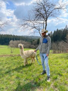 Alpaka bei Verletur - das weiße Huacaya Alpaka Asterix mit einem Mann während des Spaziergangs auf einer Wiese am Waldrand