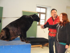 Tiertraining Verletur - eine Frau beim Füttern des RTL Panters