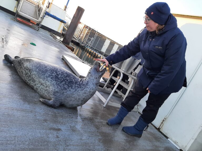 Tiertraining Verletur - Tiertraining mit Robben. Eine Frau füttert einer Robbe einen Fisch zur Belohnung währen sie die Trainingspfeife im Mund hat